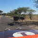 Image for article titled Driving India's Jeep In A Desert Rally Without The Burden Of Skill
